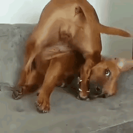 狗子够狠，对自己也不放过。