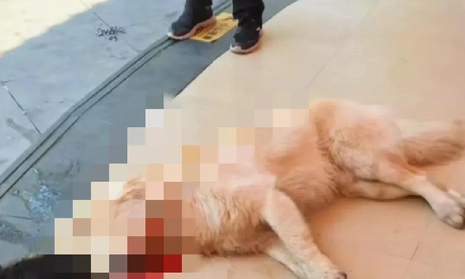 倒打一耙？湖南永州狗主人没看好狗，狗私自走入饭店被打死，狗主竟然要老板赔偿500