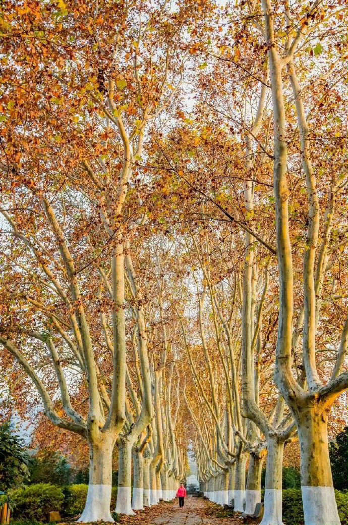 一座栖霞山，半部金陵史，中国四大赏枫叶胜地！