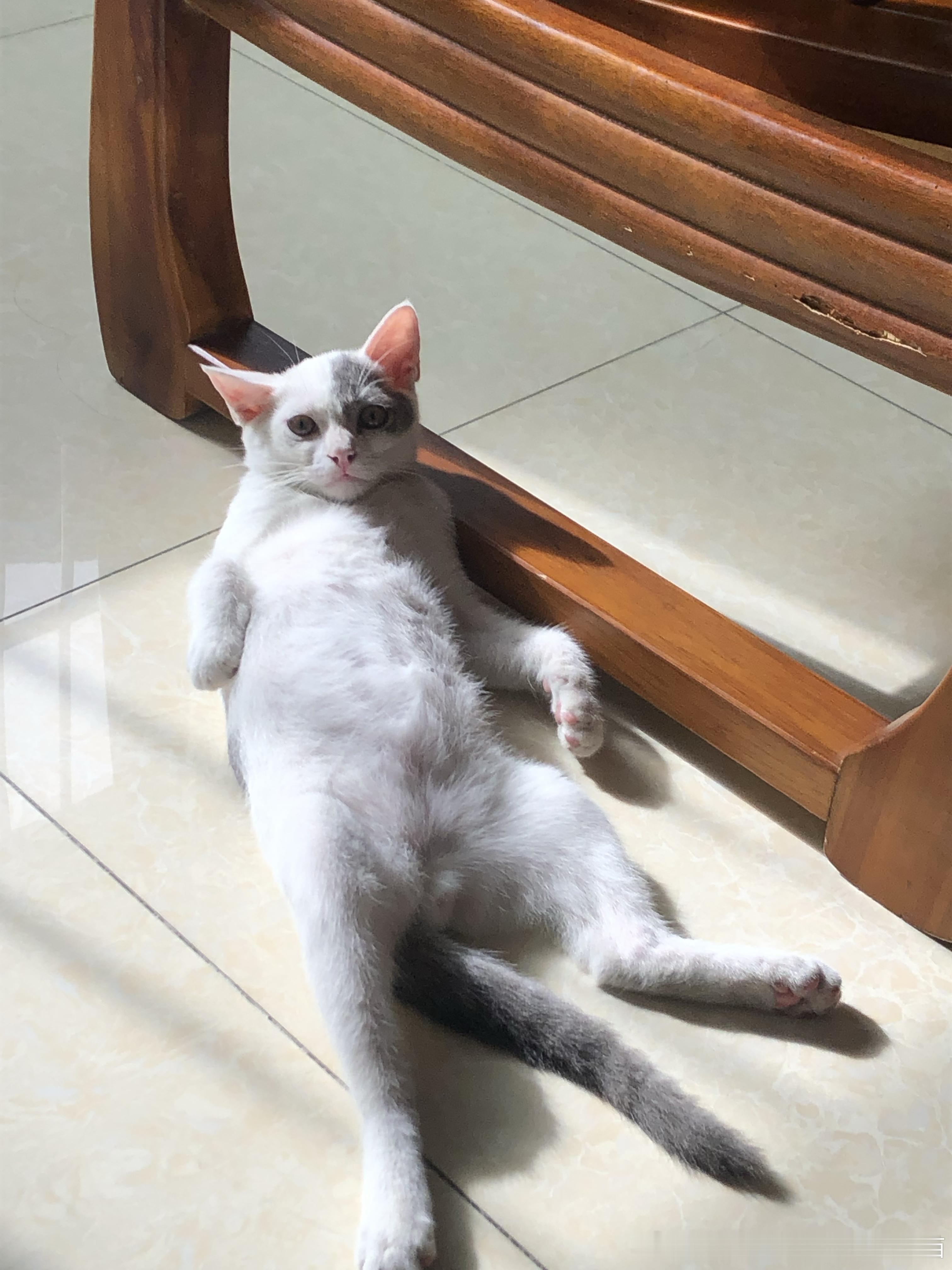 50420【丑猫】猫年纪轻轻就一把年纪了