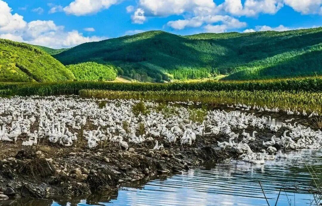 林口县白鹅养殖量突破400万只近日，记者从林口县获悉，该县以全产业链思维精耕