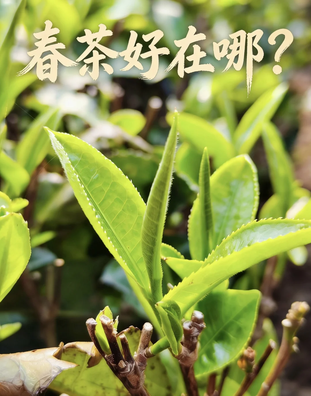 都说春茶好，到底好在哪里？