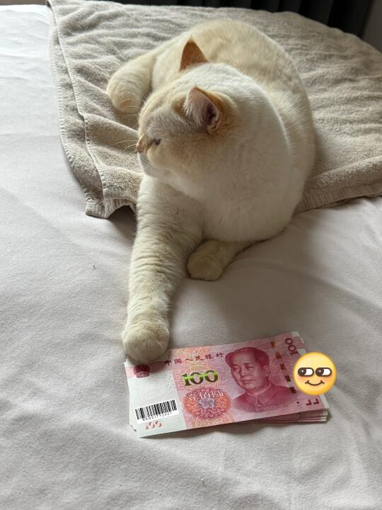 拆春节红包🧧的时候 猫猫悄咪咪一把按住