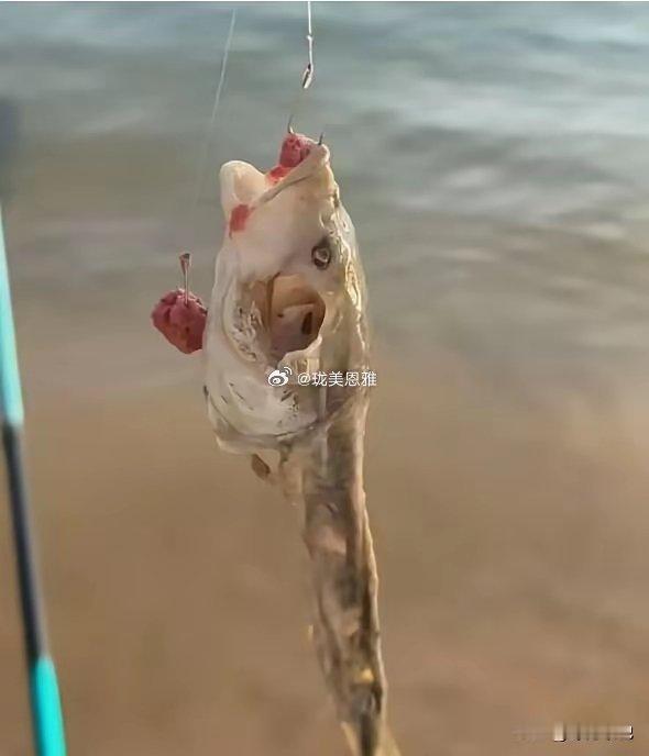 广东钓鱼佬遇到邪乎事：正口钓上皮包骨头死鱼