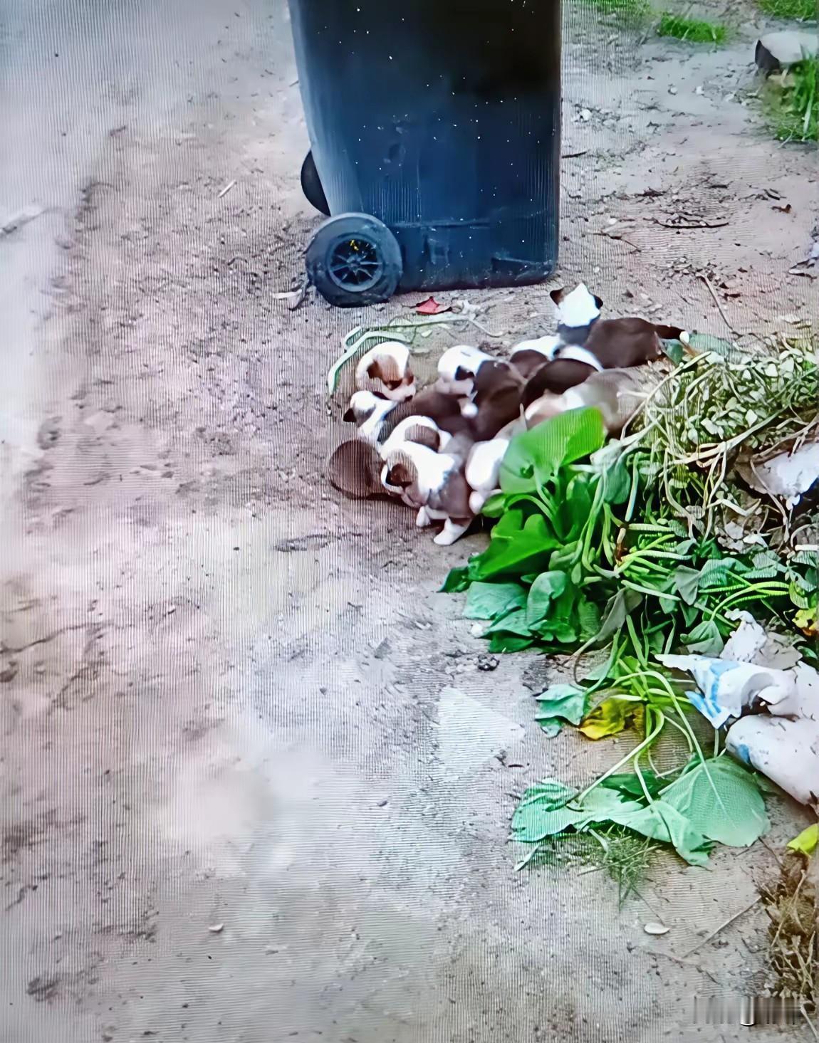 这天一位阿姨去倒垃圾，结果在垃圾桶看到有人丢了一窝小奶狗，也不知道是谁这么狠心把