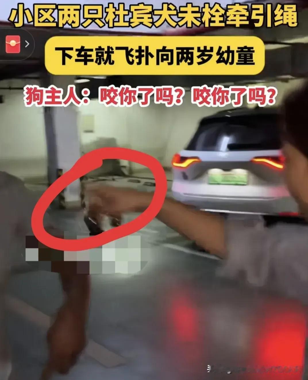 地下车库那两只没牵绳的杜宾犬，现在全网都在盯着呢！两岁宝宝差点被飞扑，家人