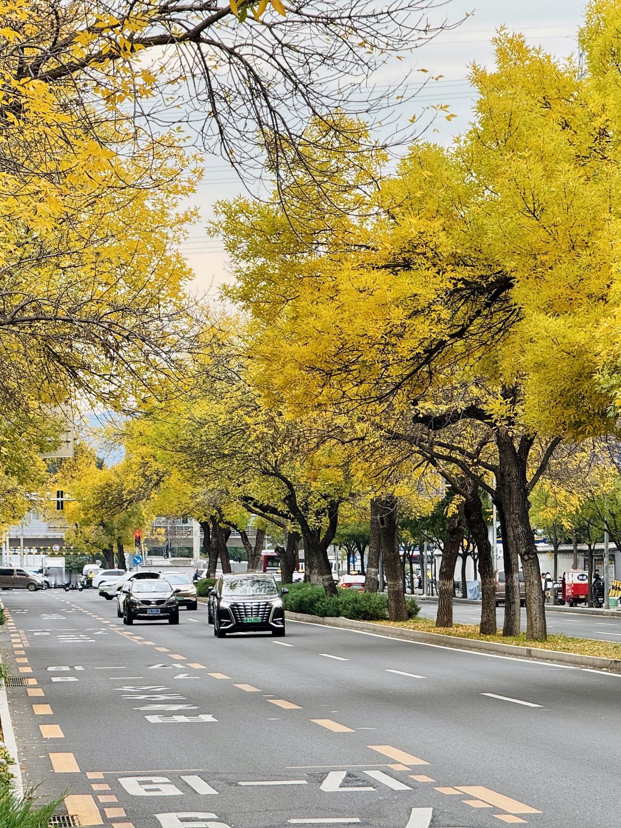 不是景区却比景区还美！北京这条风光大道你能不喜欢吗？清华东路路侧的白蜡树（墨