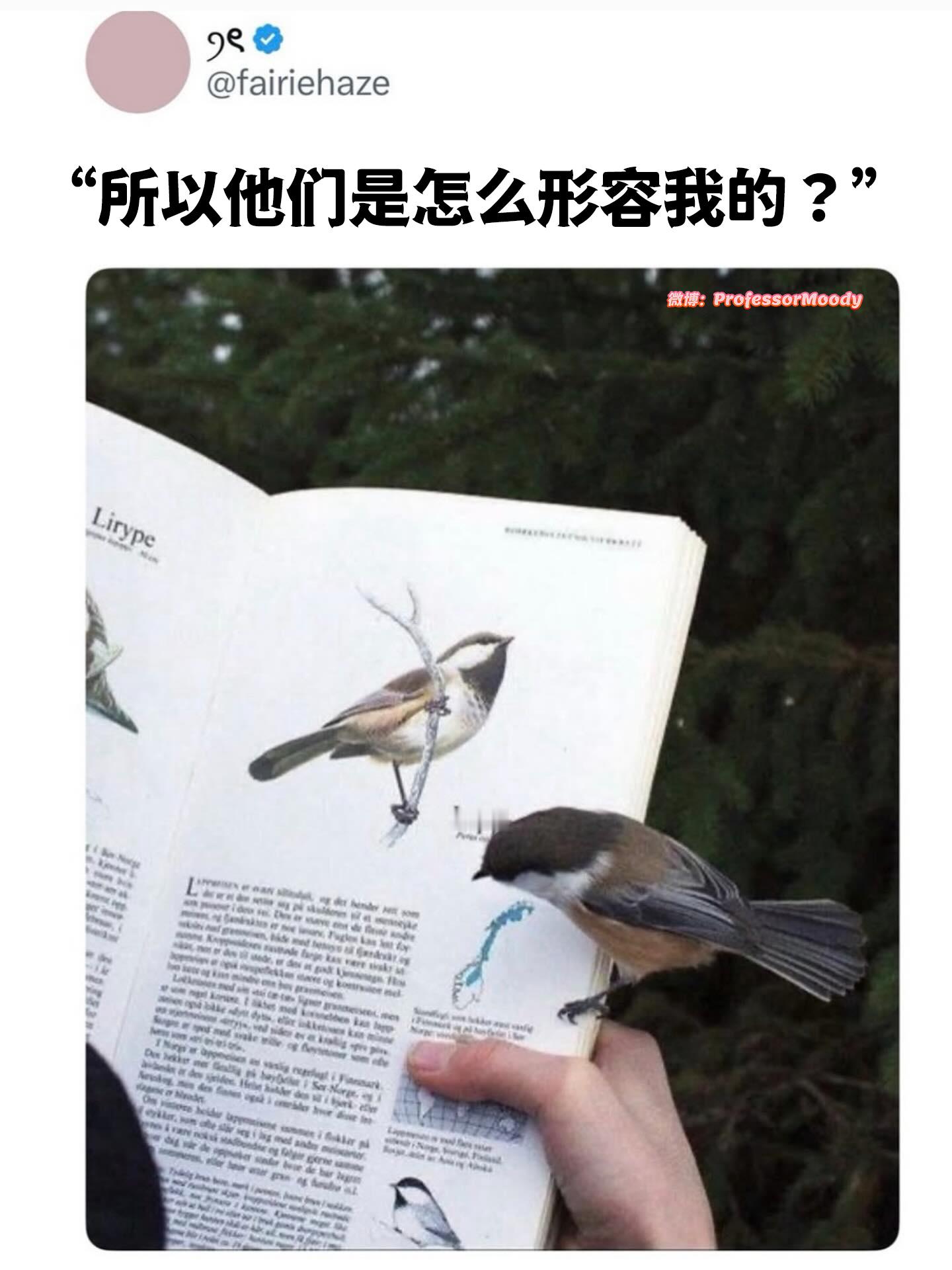 🐦：需要给你签个名吗meme
