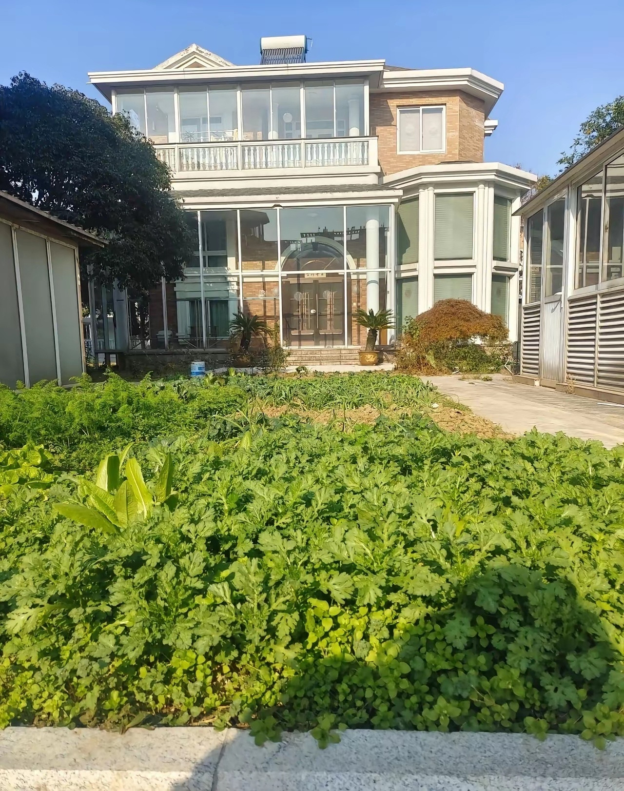 杨幂把自家大院子留给爸爸种菜养花，温柔又接地气，真的是娱乐圈里的一股清流。