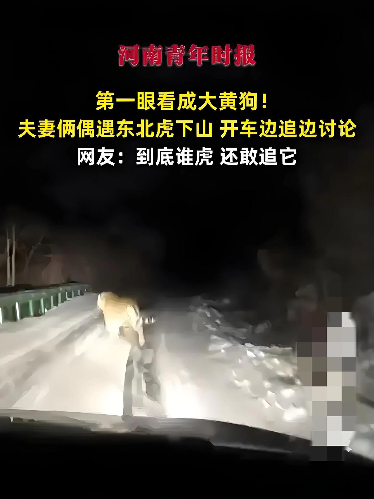 笑出冷汗！夫妻遇东北虎下山，第一眼看成“巨型大黄狗”，凑近后魂都吓飞！长白