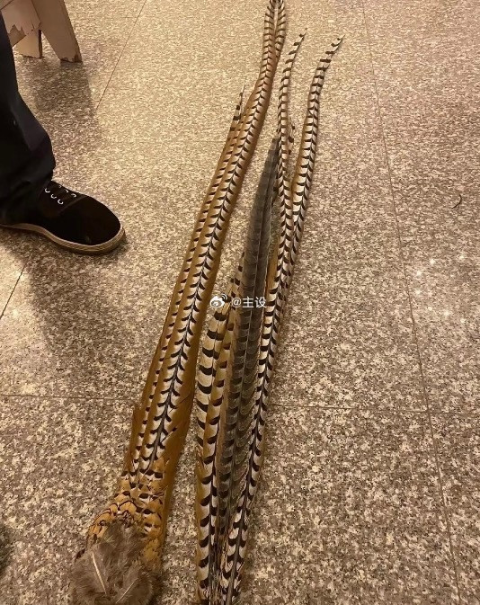 这是什么毛，有认识的吗？