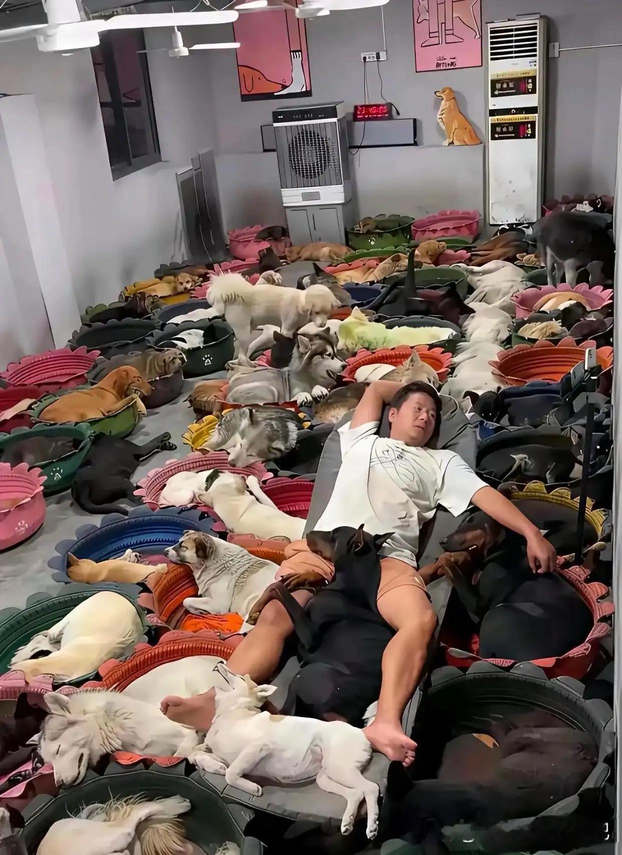 见过各种花式炫富，第一次见靠一屋子狗狗低调出圈。房间里摆满狗窝，几十只狗狗安心