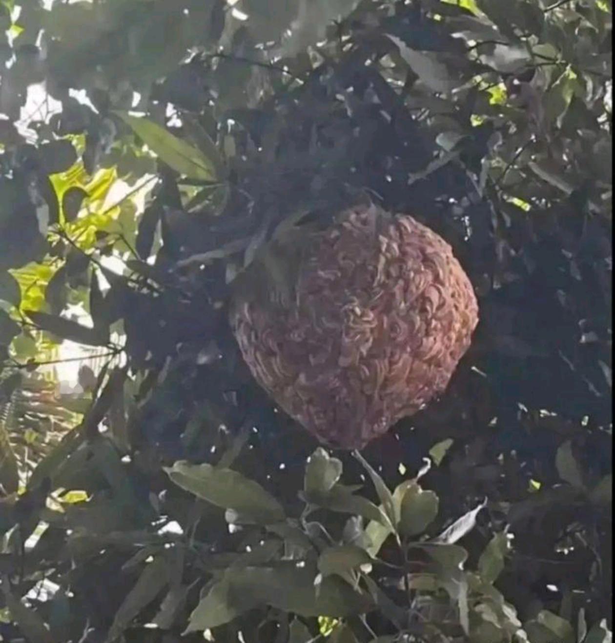 这是我们南方的荔枝，看看北方的