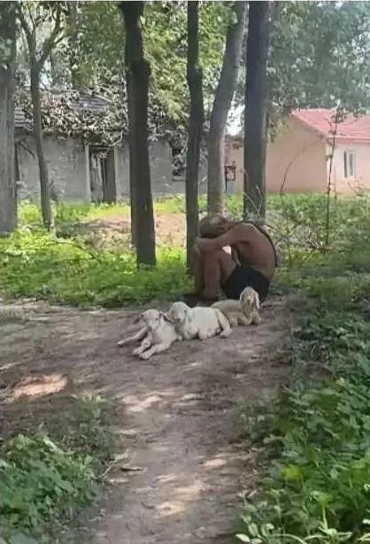 一位老人带着几只狗，在正午时分，蹲坐在大树的凉荫之下。老人低着头歇息，狗儿们也