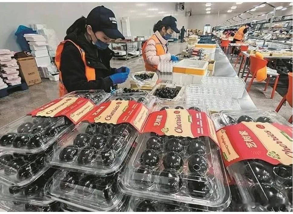 大连樱桃今年“有点难”：露天早熟迟到又裂果想吃大连露天红灯、早大果？得等到6