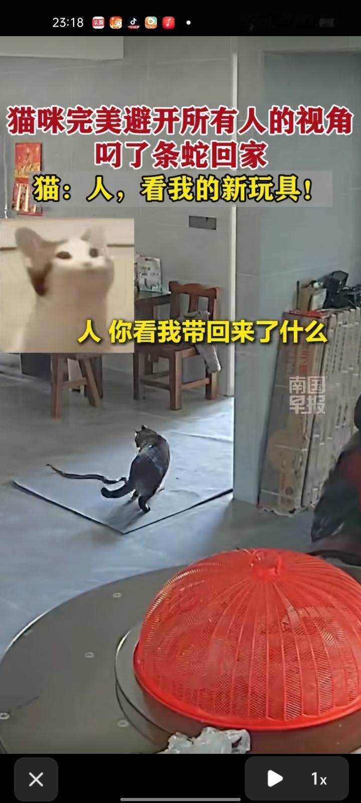 3月17日，泉州市安溪县。网友发布家里监控拍下的一幕，猫咪完美避开所有人的视角，