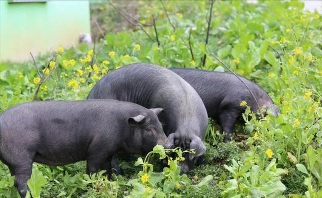 为什么现在的猪肉不香了？饲料大王，新希望集团刘永好曾说：我们现在吃的猪肉很多都是