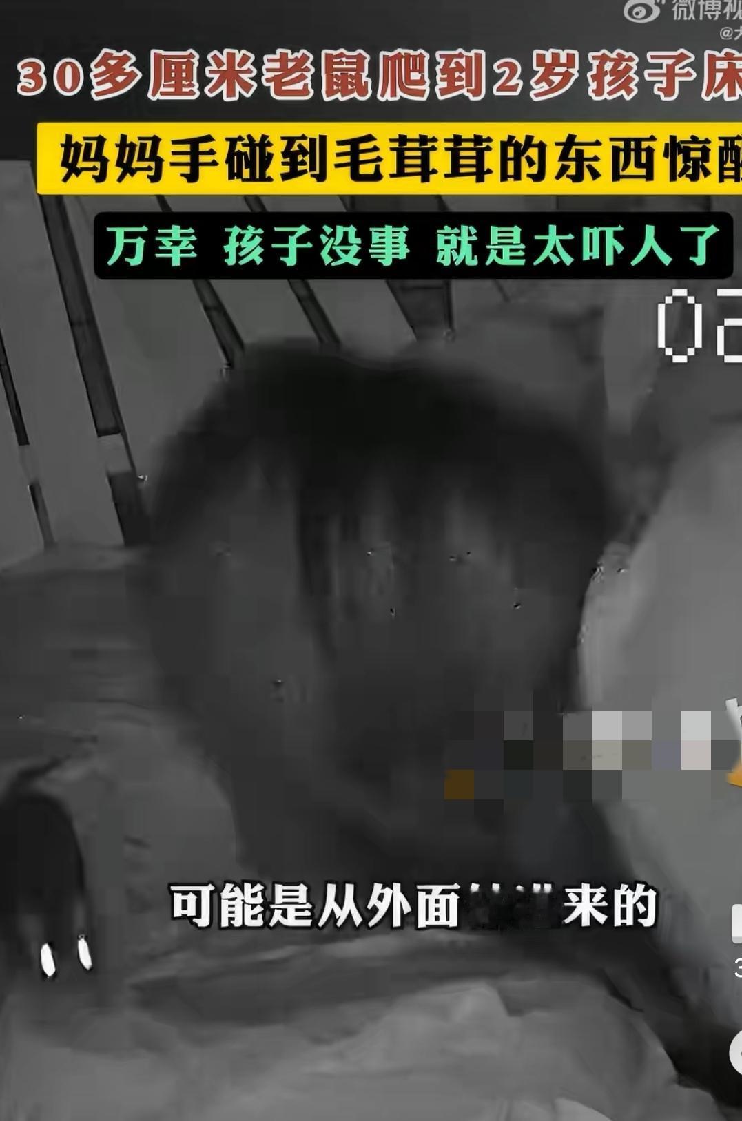 30厘米大老鼠爬进2岁娃被窝，想想都头皮发麻！江西吉安这事儿也太惊悚了吧！