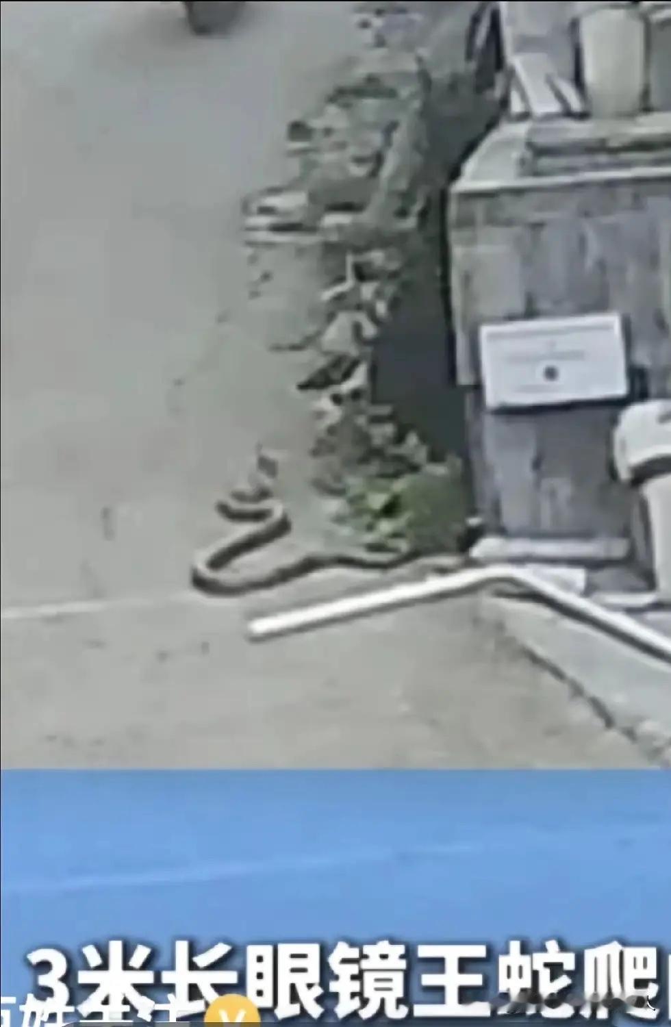 4月26日下午四点多，贵州晴隆县出现惊险的一幕：一条约3米长的大蛇从树丛窜出，“