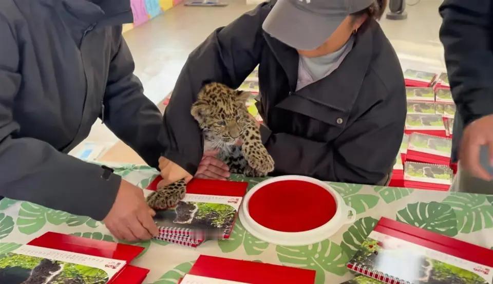 羡慕了，我也想要！临汾动物园让金钱豹幼崽按爪印做日历，网友打趣道：孩子还没成年呢