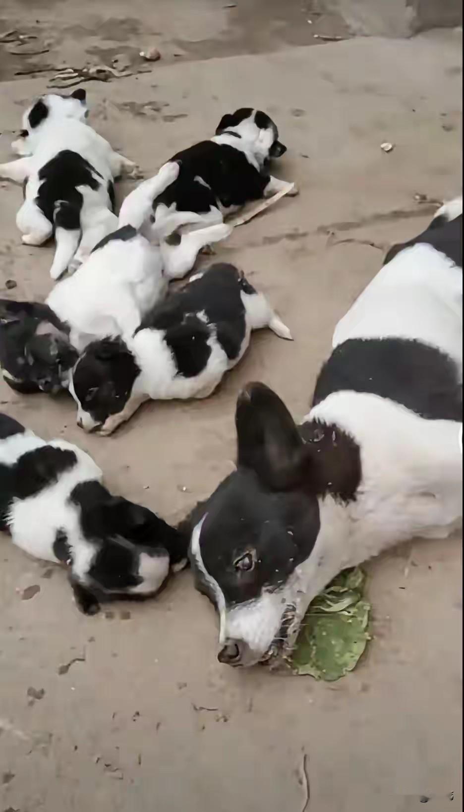 太可怜了！一位老人收养了一只流浪狗，她把它当做亲人一样，一直悉心照料着，后来狗狗