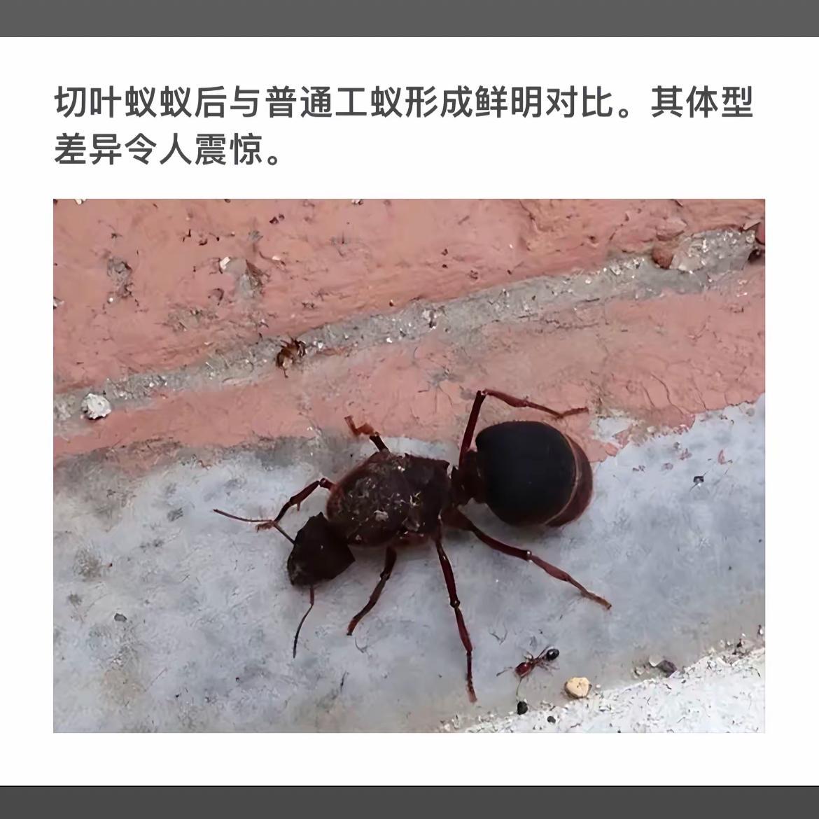 切叶蚁与普通工蚁的对比，体型差异令人震惊！