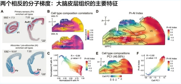 【大脑皮层双梯度组织规律被发现！】大脑皮层是哺乳动物感觉处理、运动控制和高级认知