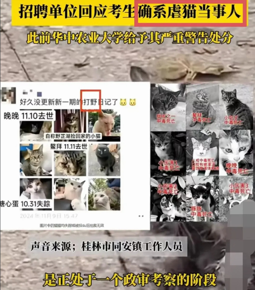 后续来了！桂林事业单位回应了考察名单里的苏志鹏和虐猫事件的苏志鹏，就是同