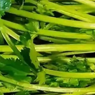 种植☀‎种植文案0000种植香菜方法:一、选地整地种植香菜的时候要选择一个