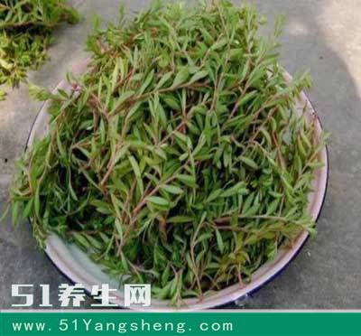 这种野草农村随处可见 被人们称为“长寿菜”你们吃过么