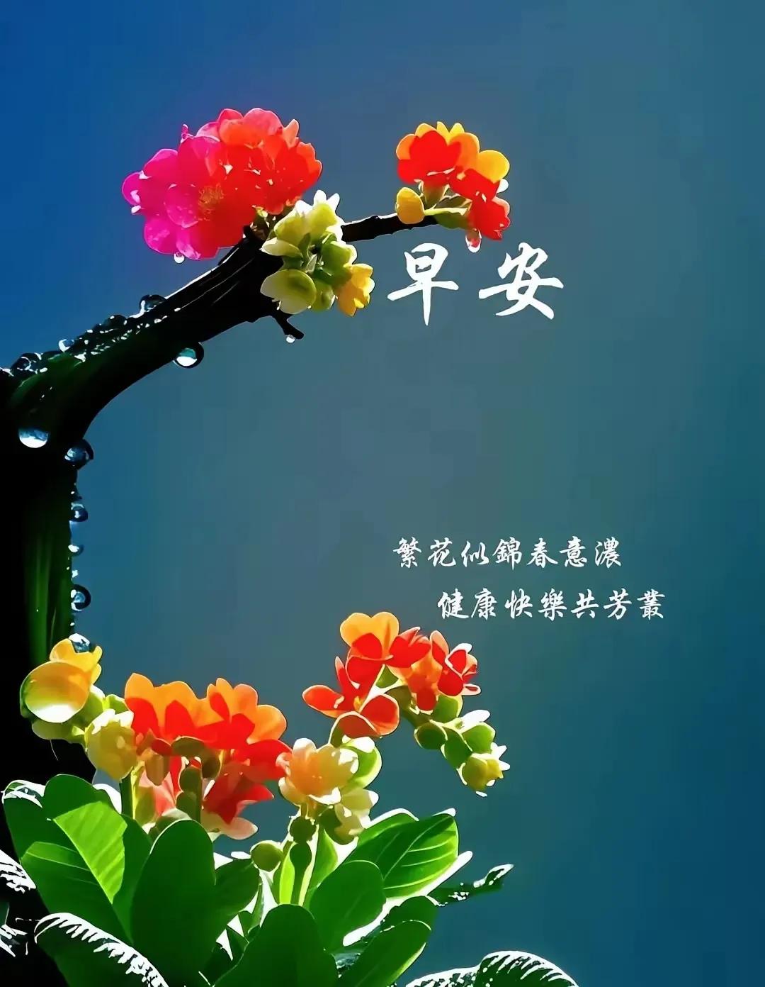 早安，繁花似锦春意浓，健康快乐共芳丛。