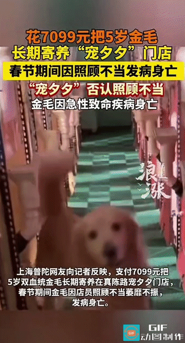 “痛心！”上海，一网友支付7099元把5岁双血统金毛长期寄养在一宠物门店。没想到