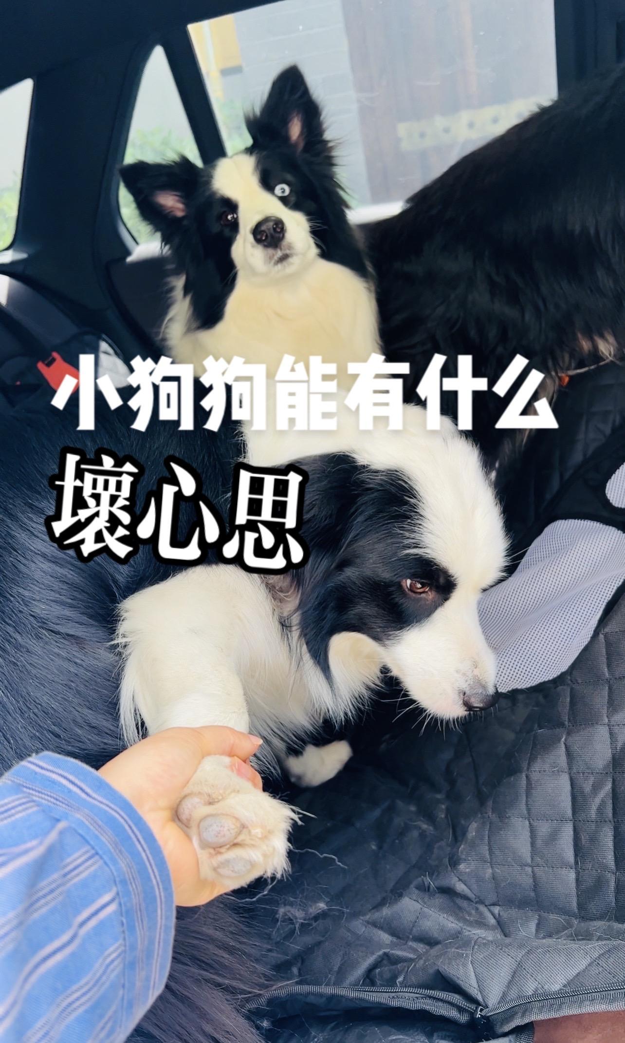小狗狗只是想和粑粑姐姐一起坐车车去奶奶家。 小狗狗有什么坏心思，小狗狗...