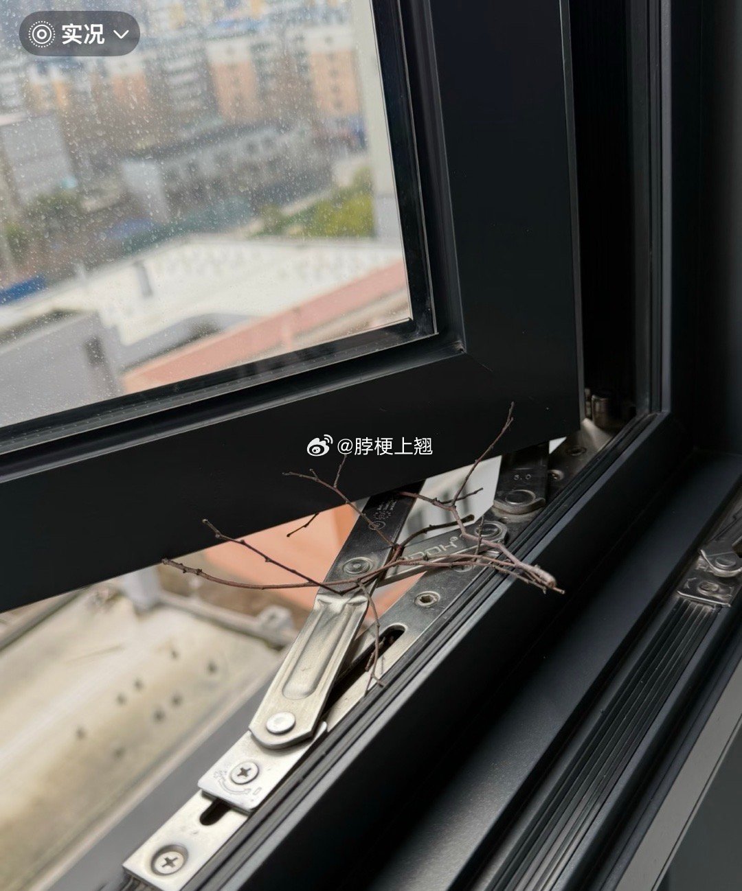 这是小鸟来筑巢了吧，我都不敢动