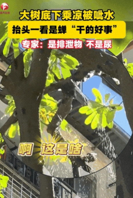 “一个人的下雨天！”据AHTV6月29日报道，福建，一男子坐在树下正乘凉休息时，