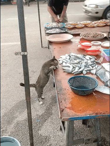 有爱的老板，每天允许流浪猫拿走一条鱼