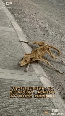 谁看了这场重逢能忍住不心酸啊，忠心护主一辈子的警犬，晚年竟落得流浪街头的