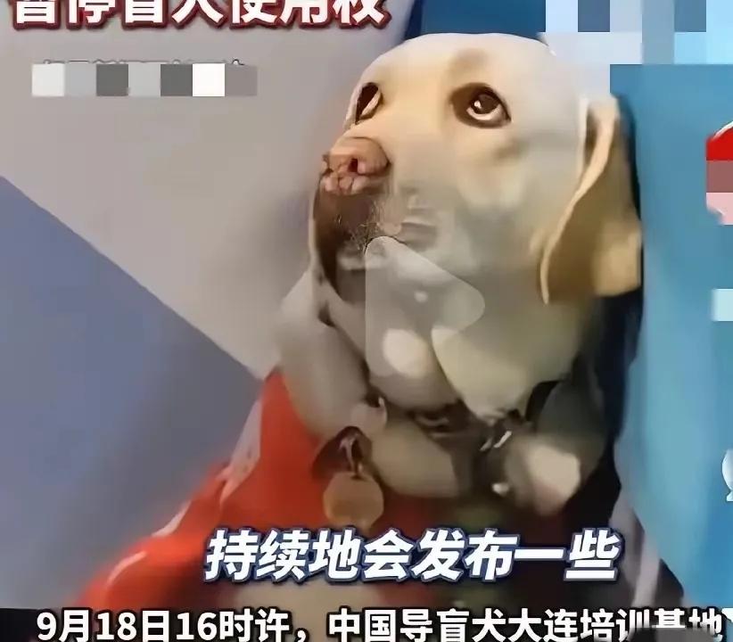郑州爱心导盲犬服务中心的主任气坏了！看到导盲犬“芬迪”被带爬山的视频，她直言：“
