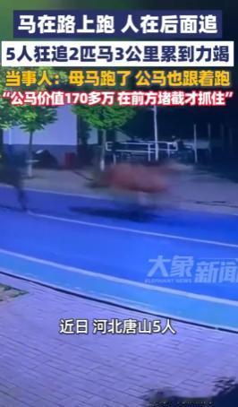 河北唐山，马场要转运卖一匹公马，公马死活不肯上车。工作人员想出个招：先把母马牵上