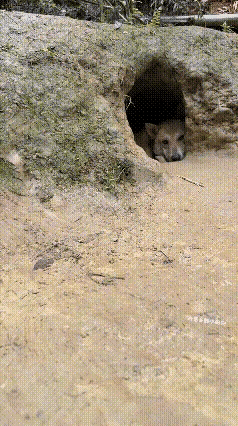 谁懂啊！小奶狗被奶瓶一秒拐跑，狗妈眼神笑喷了这画面真的能把人笑到捶床！一