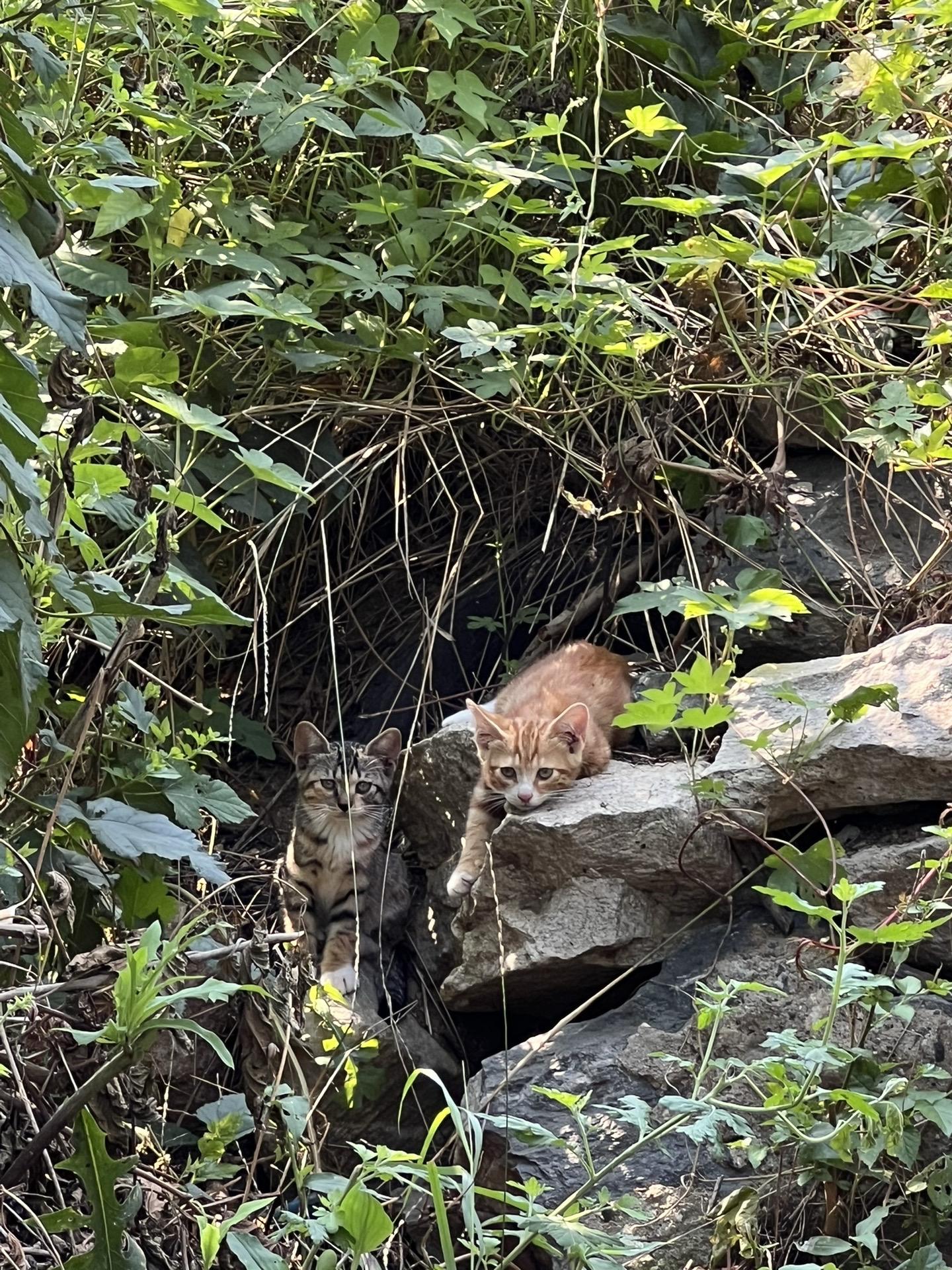这么可爱的小猫有两只！