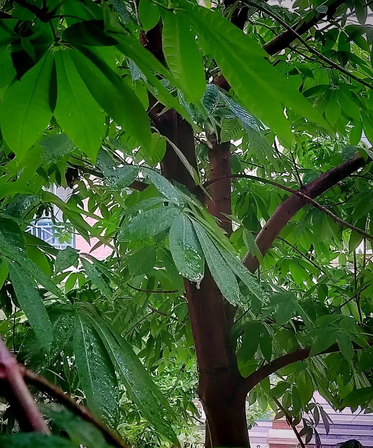 盼星星，盼月亮，天气终于凉快了，但跟腚似的，雨也来了。不紧不慢的中雨，淅淅沥沥