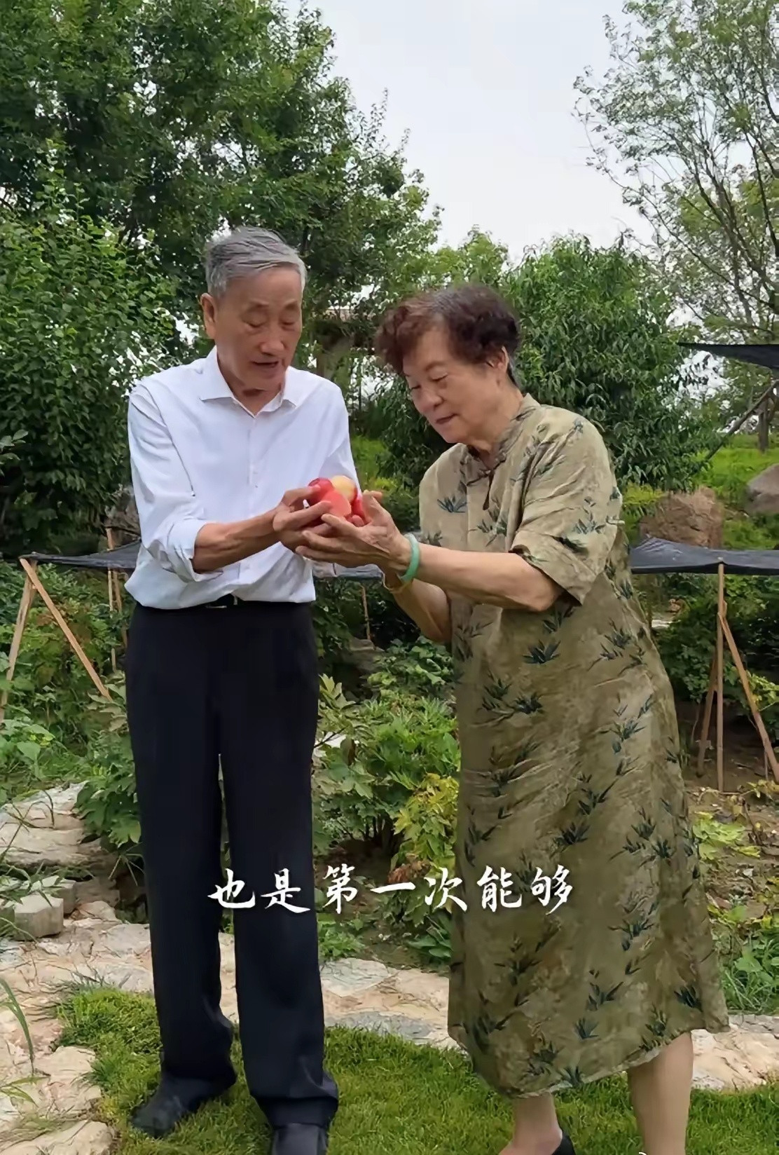 林依轮妻子西华带着父母在自家院子里摘桃子！西华爸爸都已经93岁，妈妈89岁，但老