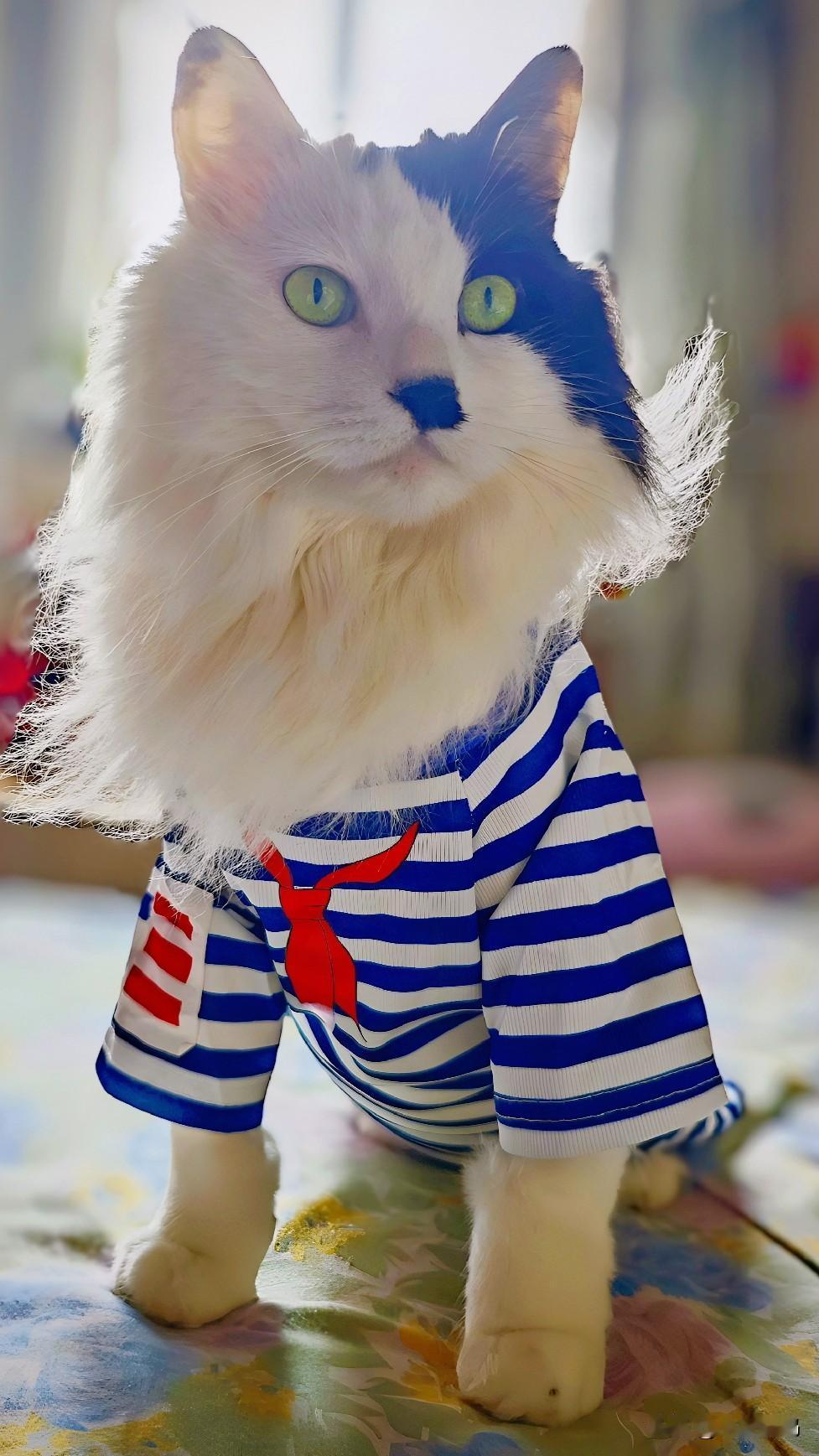 分享一张你家猫咪的可爱照片这是我家的毛孩子九遇，是我养过的毛孩子里我最爱的一只。