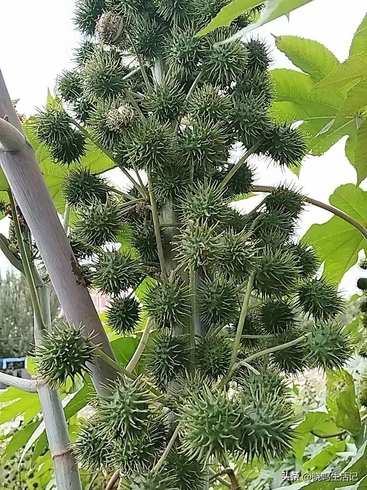你可能没见过，但是他的果实你肯定吃过。
