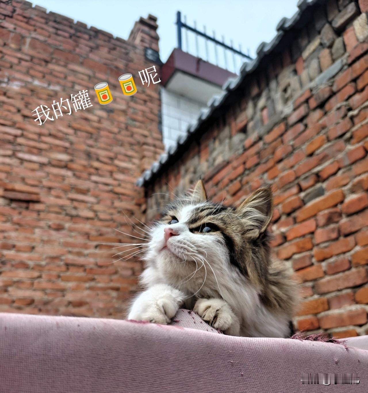 这只长毛小猫咪也太会“放空”了吧！趴在粉布上，爪爪搭着边儿，仰头瞅天的样子，