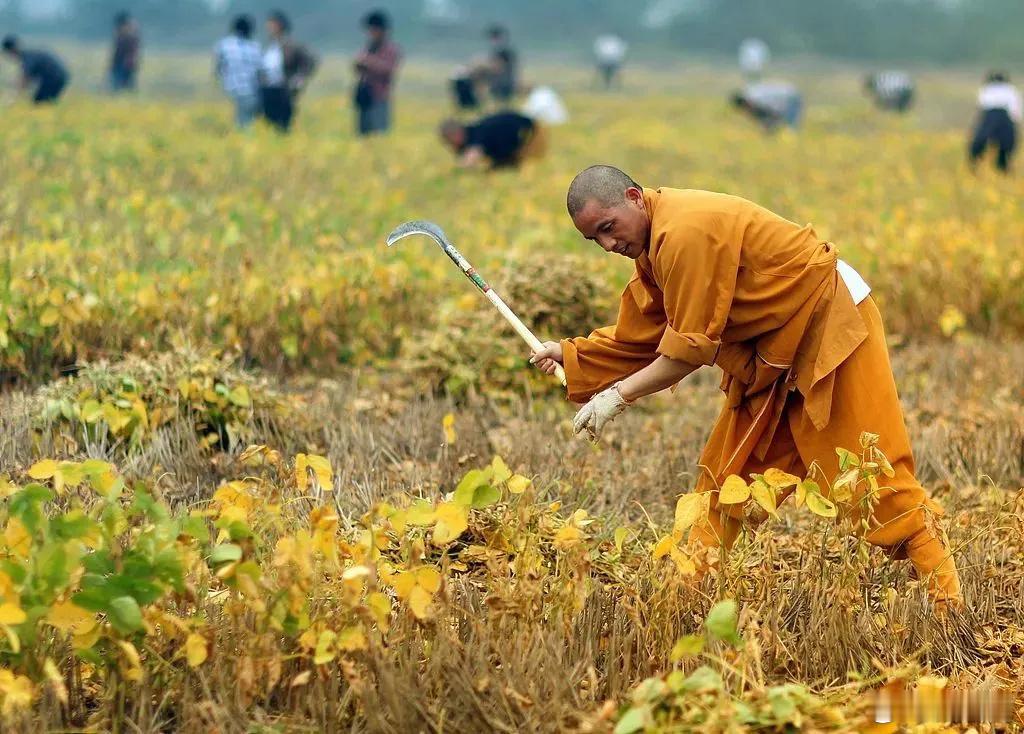 ‼️少林寺自7月29日新任住持印乐法师就任以来，推行