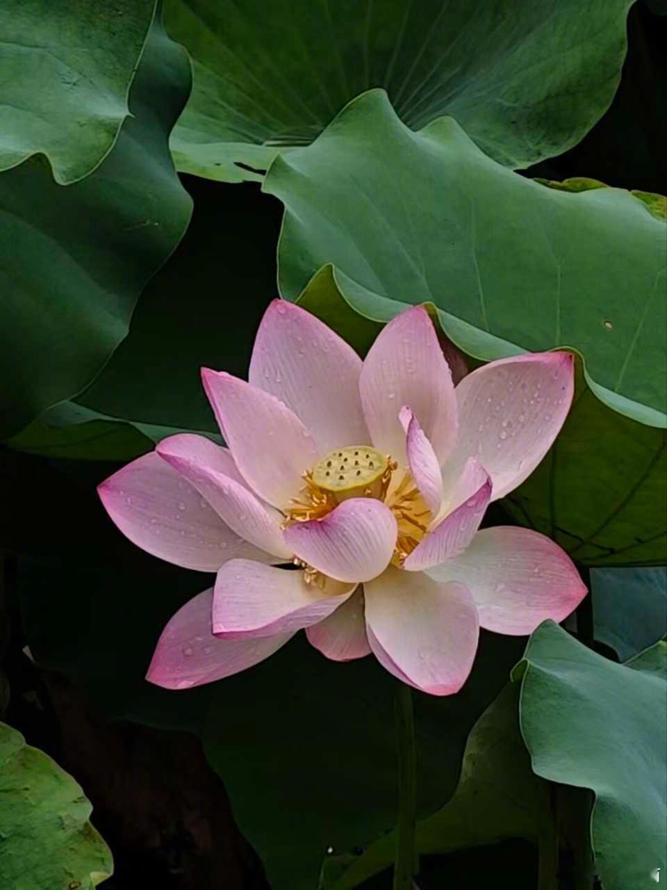 那天，急诊科送上来一个跳楼自杀的男性病人。病人脾破裂大出血，头颅外伤。我们给他急诊做了脾切除手术止住