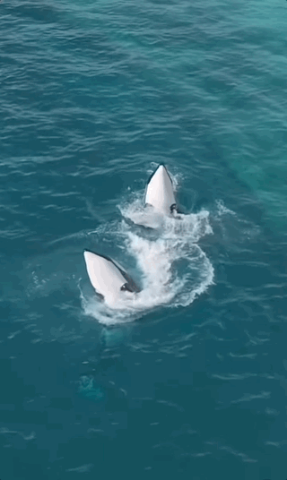 以前在海洋公园多风光啊！人人围着看、使劲喝彩的虎鲸母子，如今竟困在满是绿藻的废弃