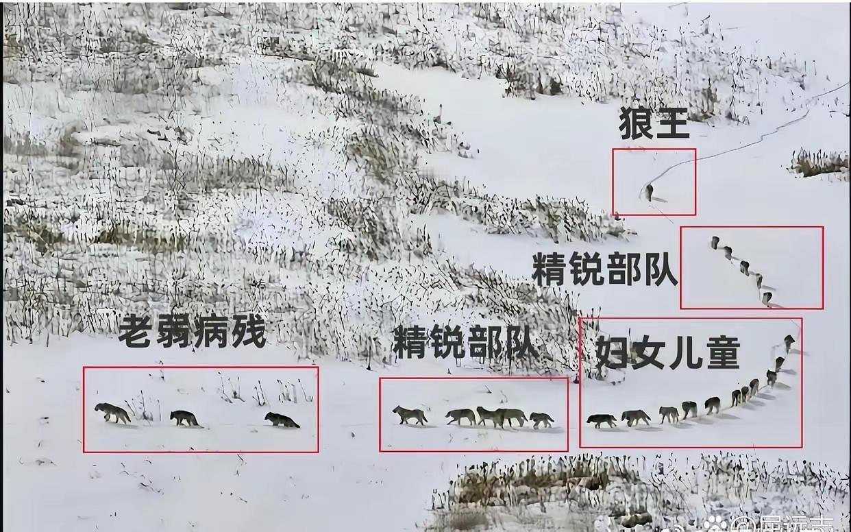 狼王没有后卫部队，如果按照我军打法，切开两段，那么狼群将首尾难顾。